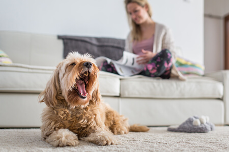 Dog laying on white soft carpet with woman in the background