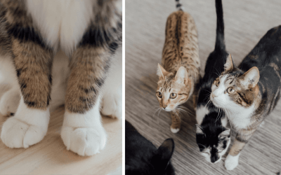 Best Flooring Options for Cat Owners